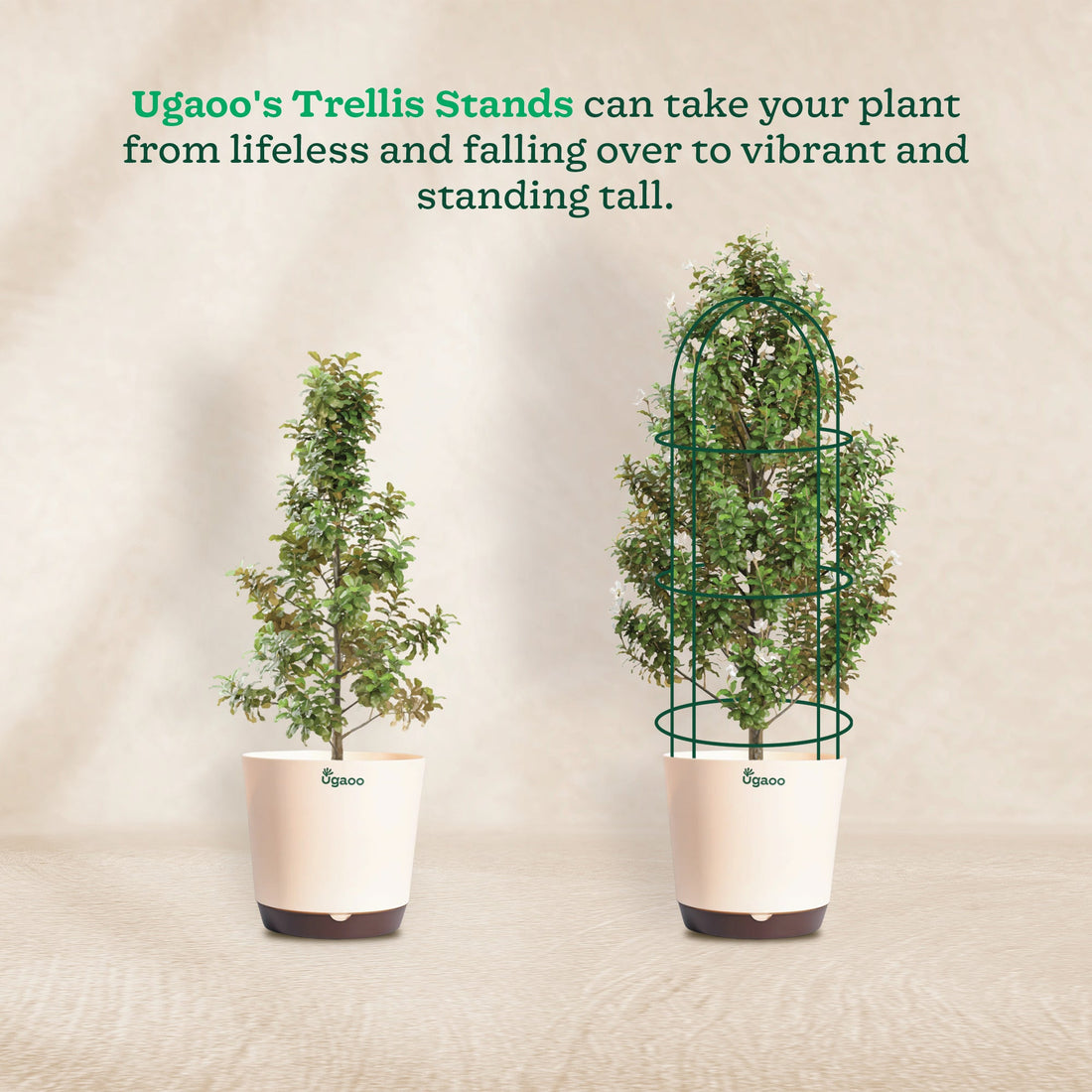Trellis Plant Support Stands - Set of 3 – Ugaoo