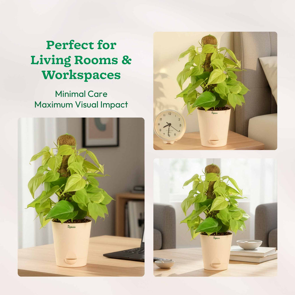 ivy and philodendron oxygen houseplants Buy Oxycardium Golden Indoor Plant in Ivory Pot