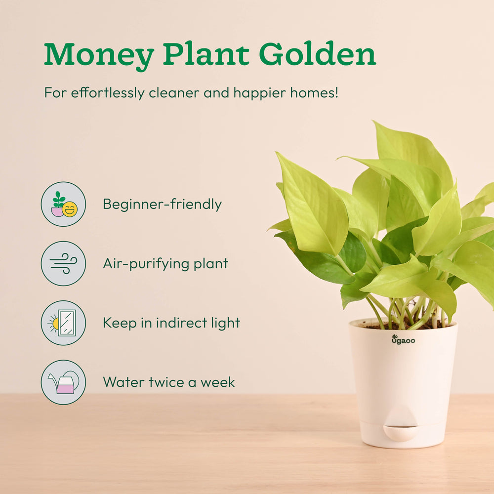 Air Purifying Indoor Plants Combo - Low Care Oxygen Boosters