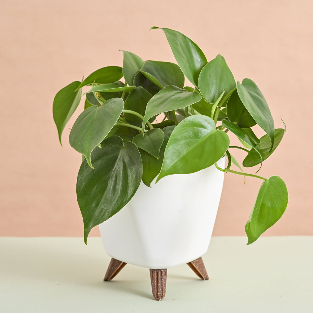 Oxycardium Green Plant Gift for Women&