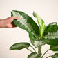 Aglaonema Evergreen Plant - Large