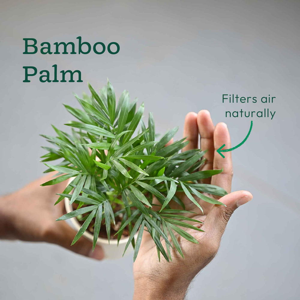 air scrubbing plants Lush Air-Scrubbing Collection: 5-Plant Indoor Jungle Kit – Ugaoo