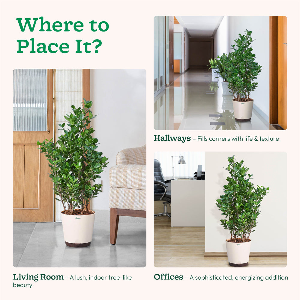 Ficus Moclame Plant - XL