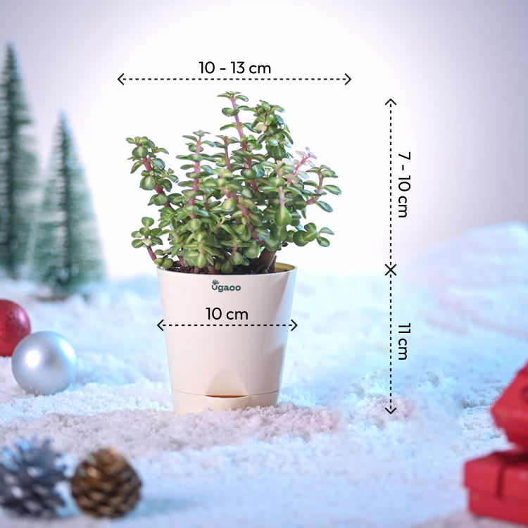 Tri-colour Jade Plant for Christmas