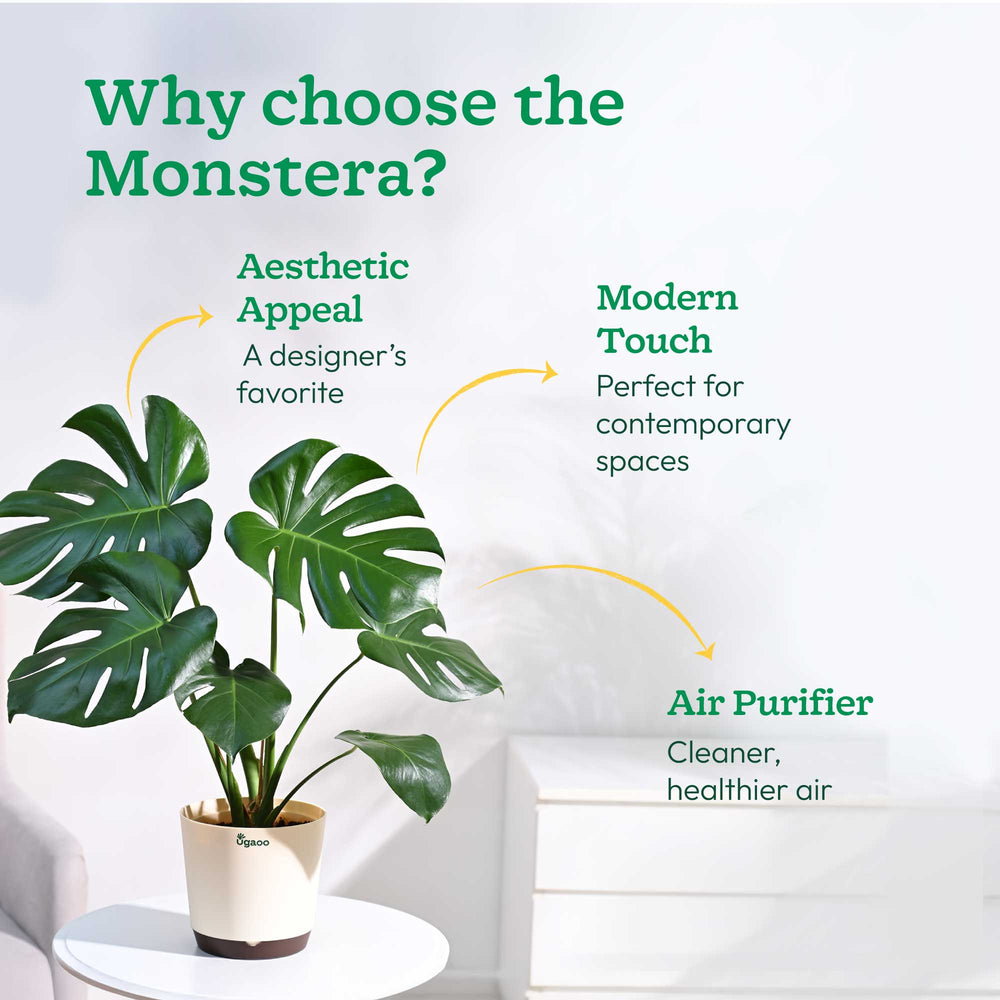 Monstera Deliciosa Plant