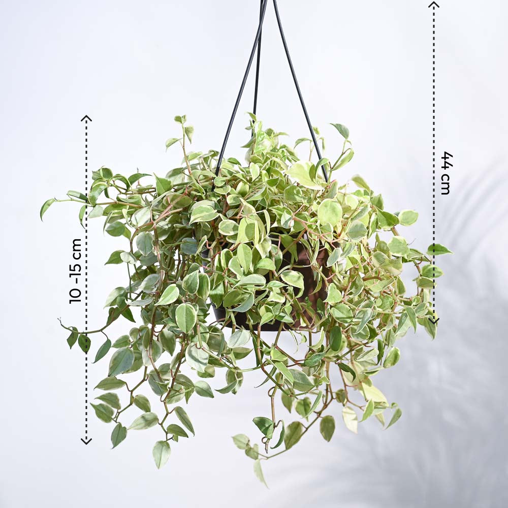 variegated hanging plants Peperomia Variegated Hanging Plant