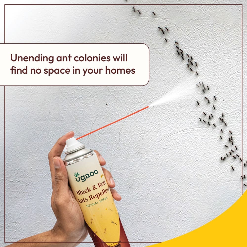 Buy An Effective Ant Killer Spray: Eliminate Ants with Ease