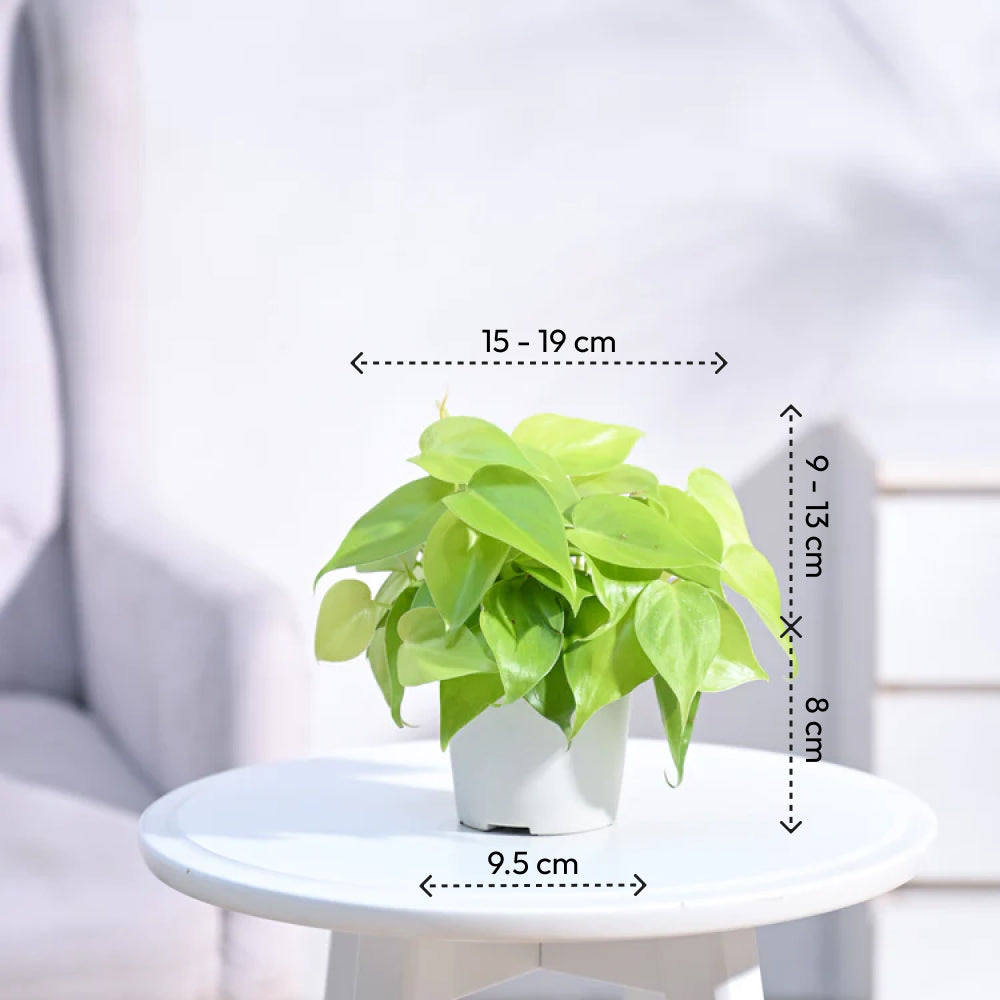 Philodendron Oxycardium Golden Plant with Self Watering Pot