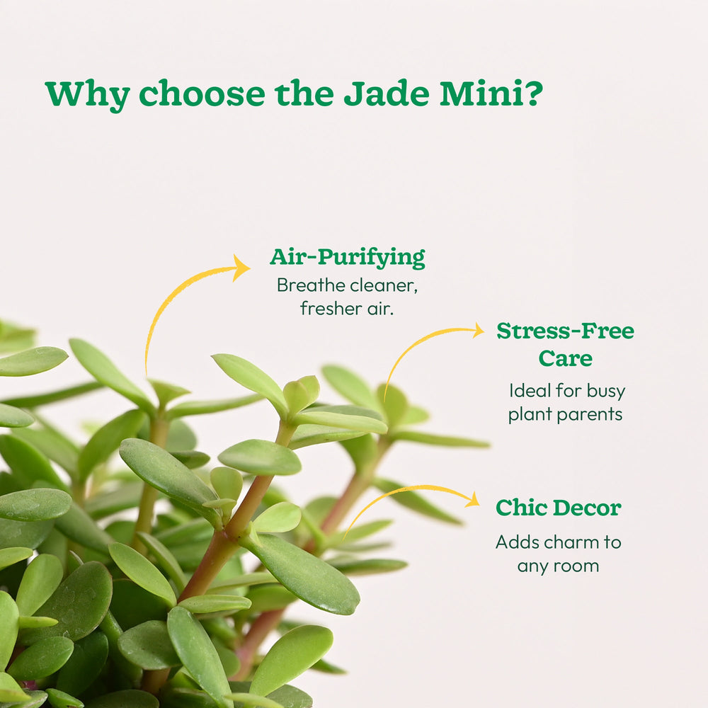 are jade plants good for air quality Buy Premium Jade Mini Plant |High Quality & Safe Home Delivery – Ugaoo