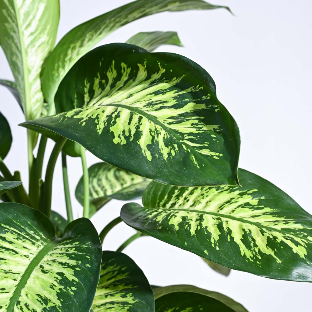 dieffenbachia amoena deadly Dieffenbachia Tropic Snow for Sale- XL Tropical Plant with Snowflake-like Variegations – Ugaoo