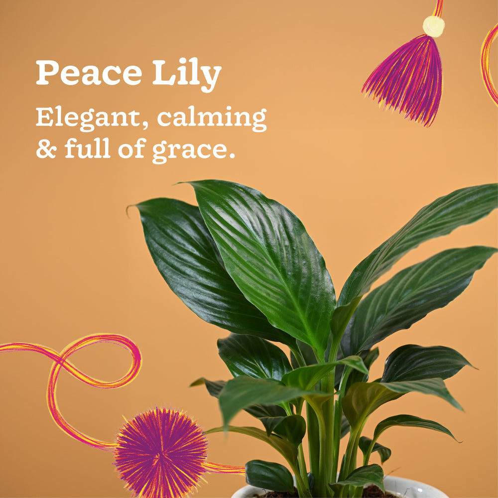 Rakhi Gift for Sister - Peace Lily Plant with Spiro Ceramic Pot