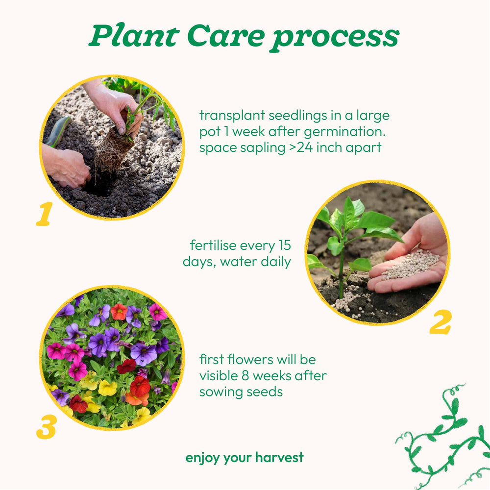petunia time from seed to flower Buy Petunia Mix Seeds Online
