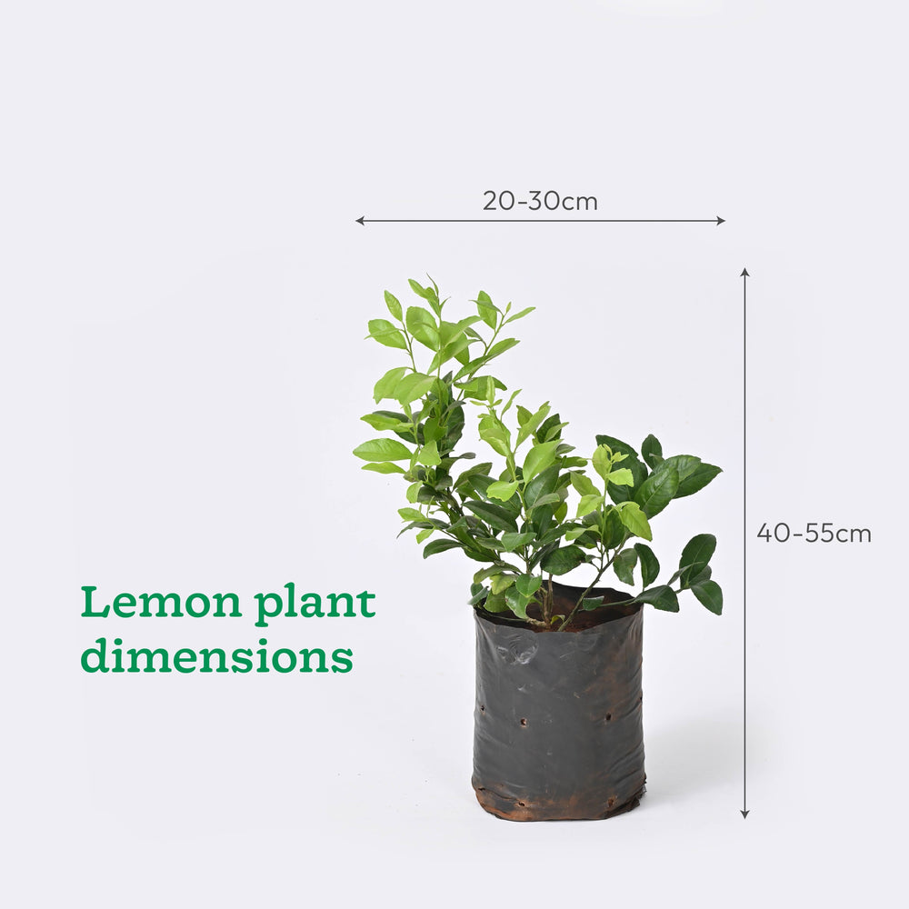 Pomegranate and Lemon Plant Combo with Grow Bag