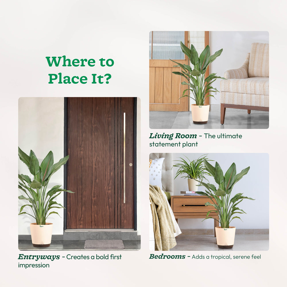 Bird Of Paradise Orange Plant - XL