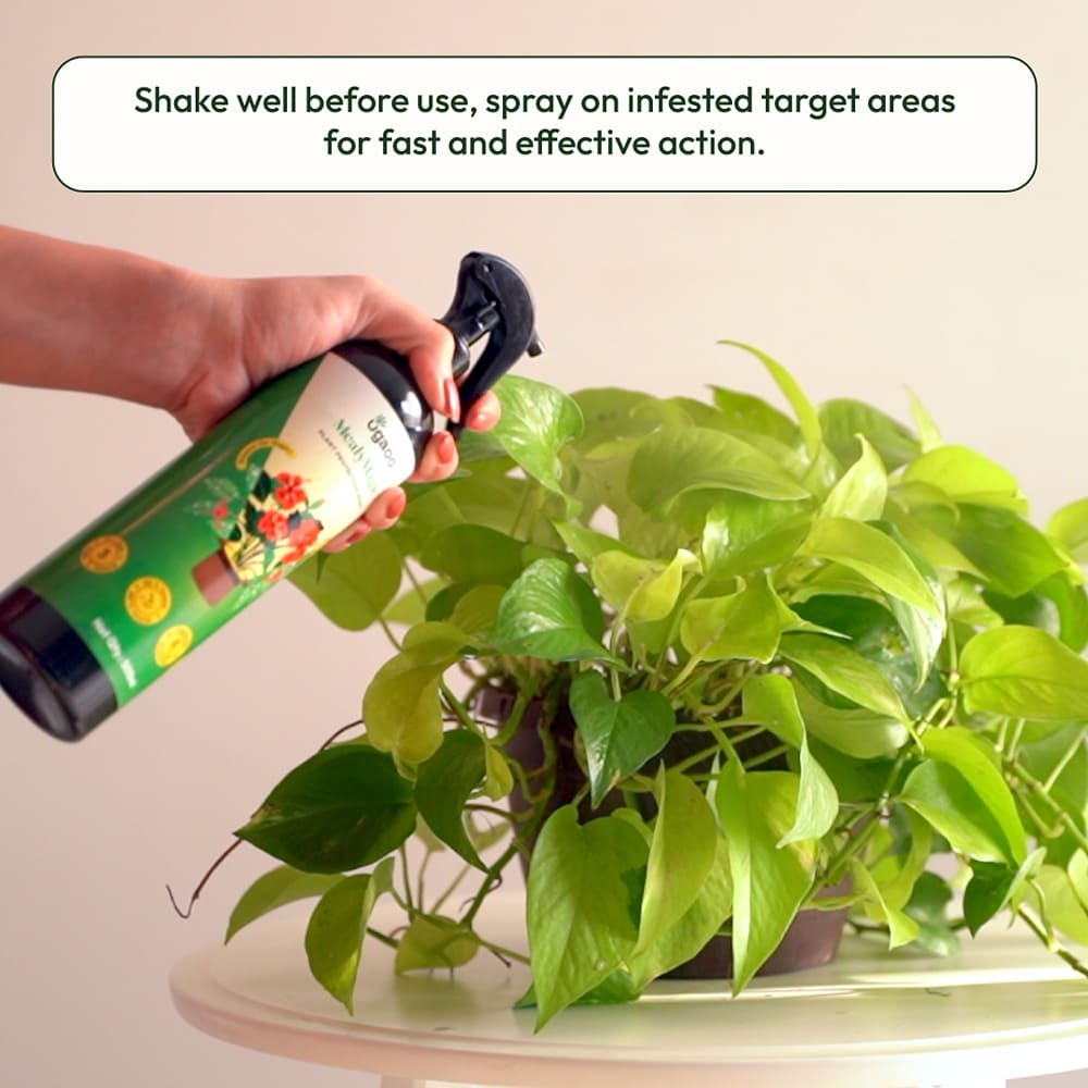 Buy Effective Mealybug Spray: An Eco-friendly & Natural Insecticide for ...