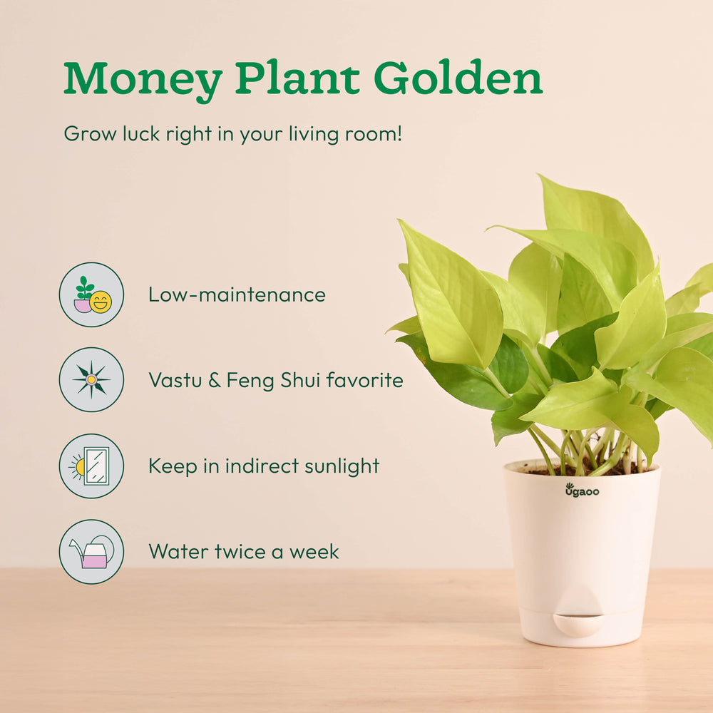 Living Room Plant Decor Set - Trending Indoor Beauties