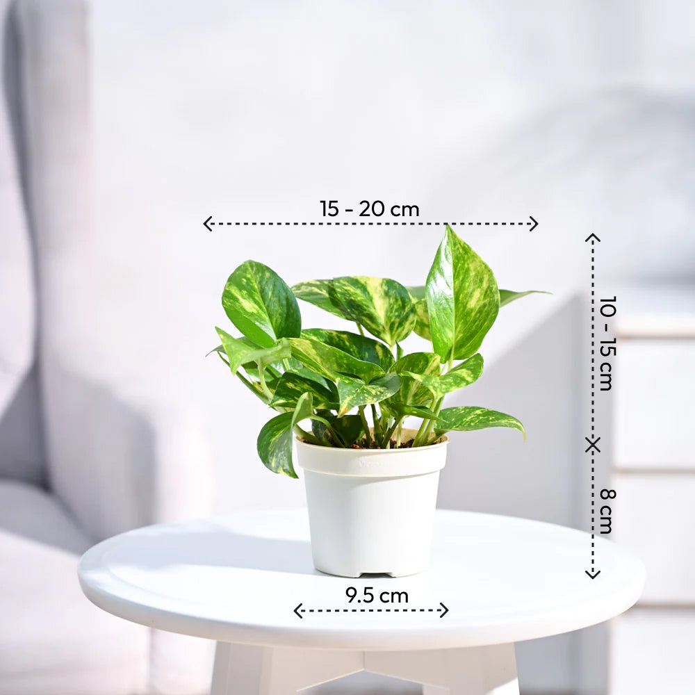 money plant container Premium Variegated Money Plant – Add Indoor Elegance & Prosperity! – Ugaoo