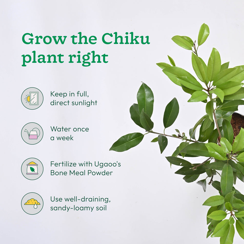 Mango, Guava, Chiku - Combo of 3 Fruit Plants with Grow Bag