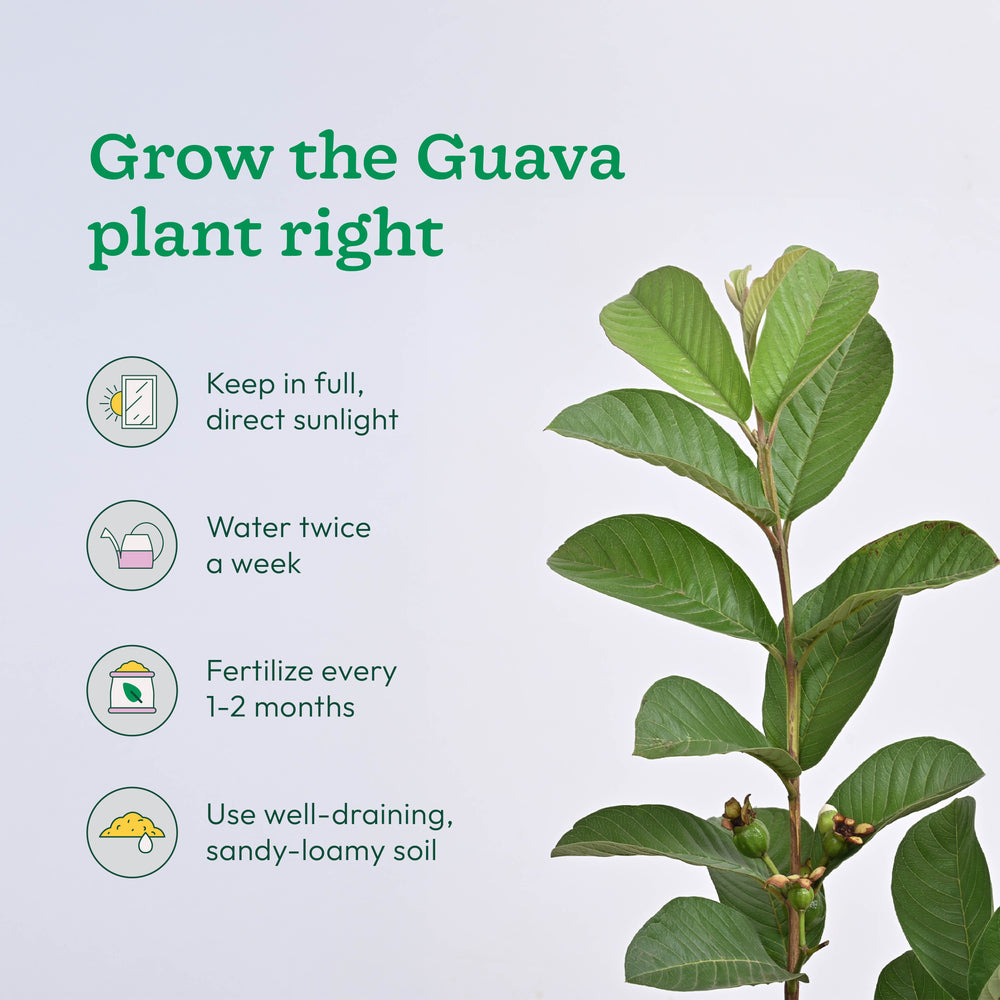 Pomegranate, Lemon, Guava - Combo of 3 Fruit Plants with Grow Bag