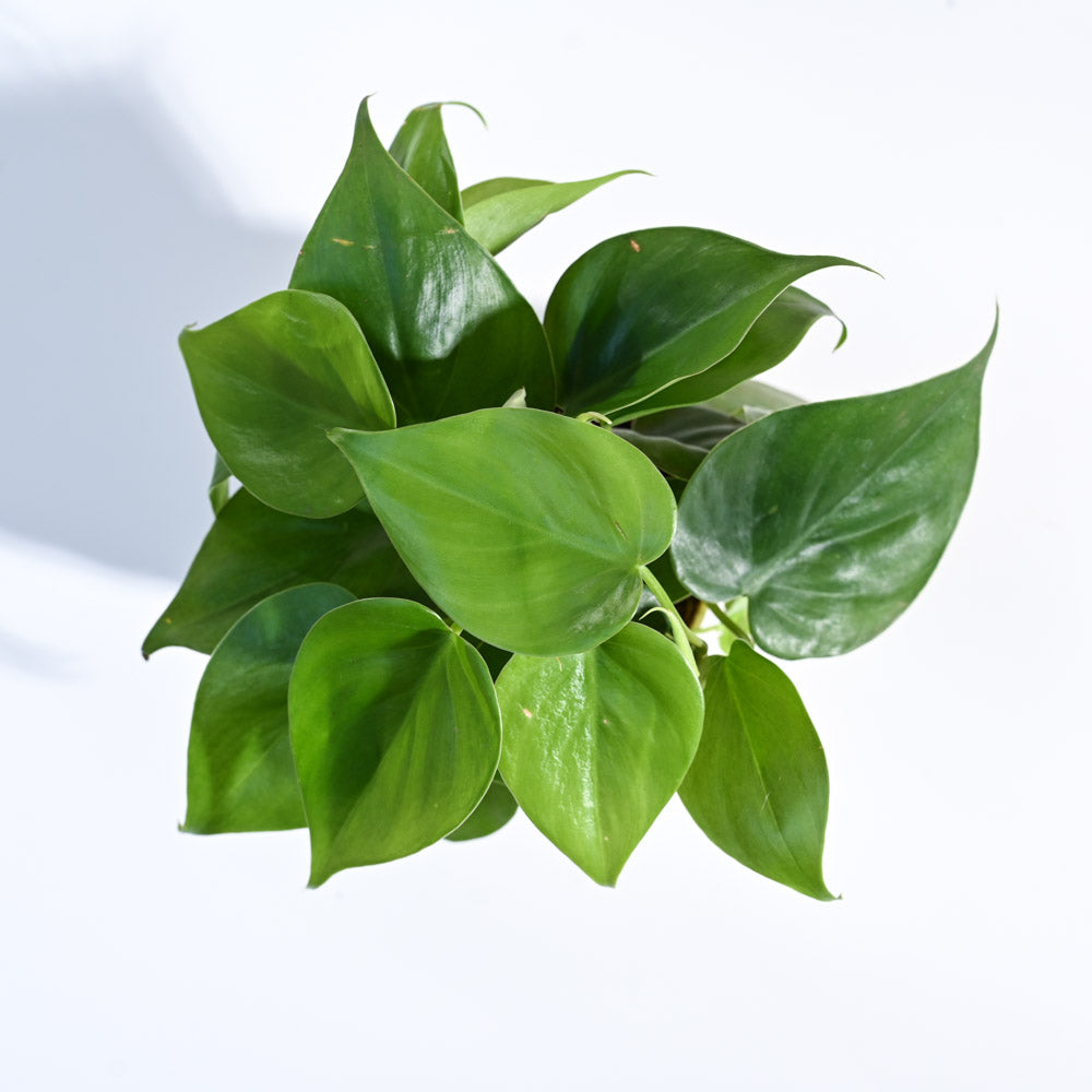Philodendron Oxycardium Green Plant with Self Watering Pot