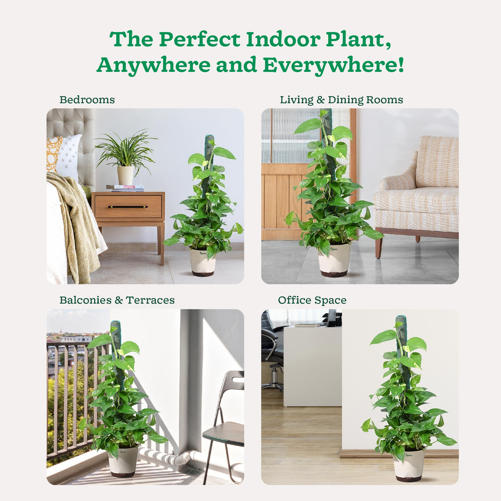 Money Plant Variegated with Moss Stick