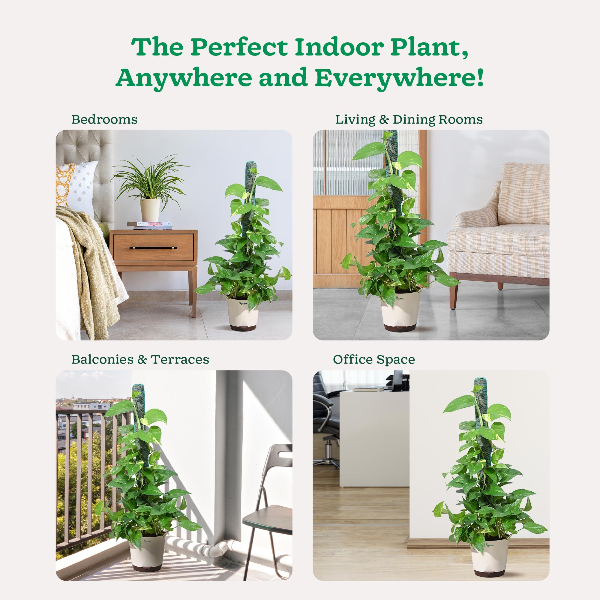 Money Plant Variegated with Moss Stick