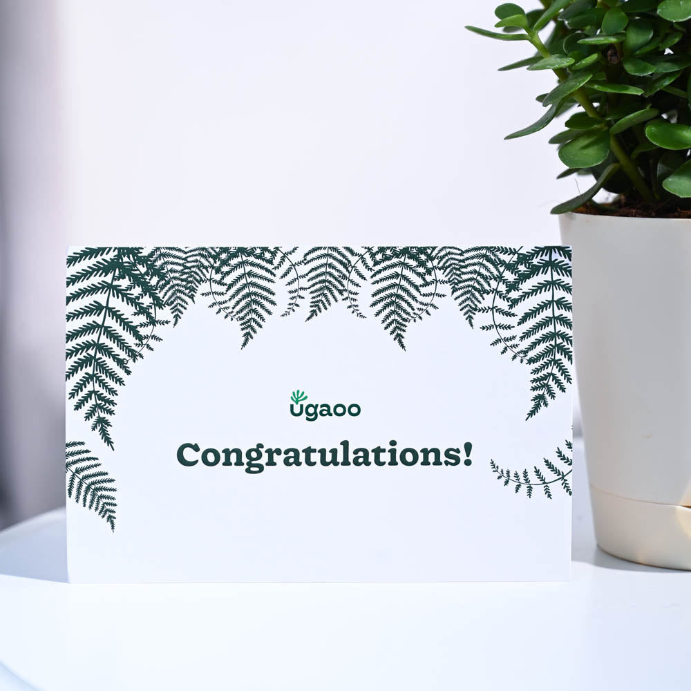 jade plant gift message Jade Mini Congratulations Gift hamper – Ugaoo