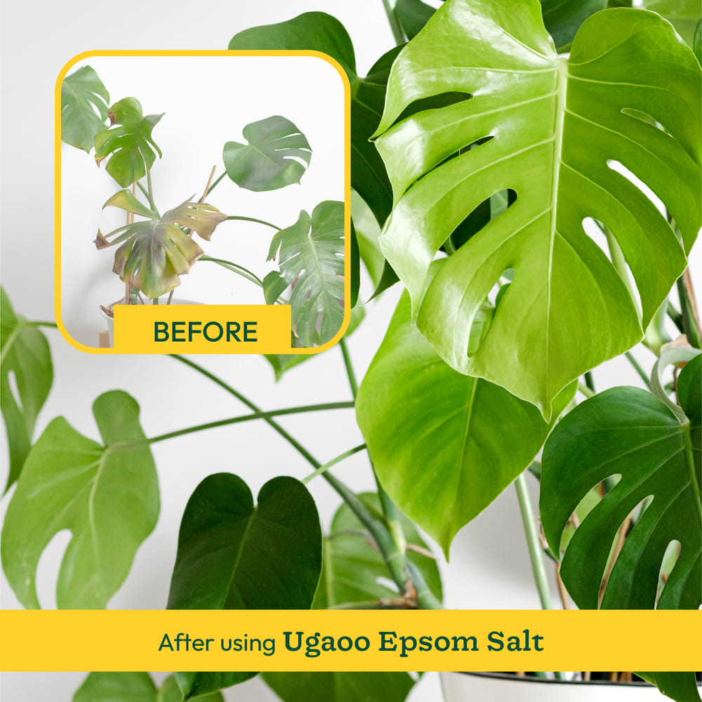 is epsom salt good for money plant Epsom Salt for Plants Online: Natural Plant Care Solution – Ugaoo