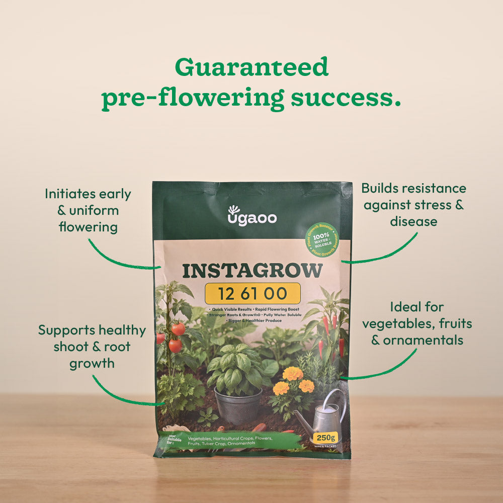 Instagrow NPK 12:61:00 Fertilizer
