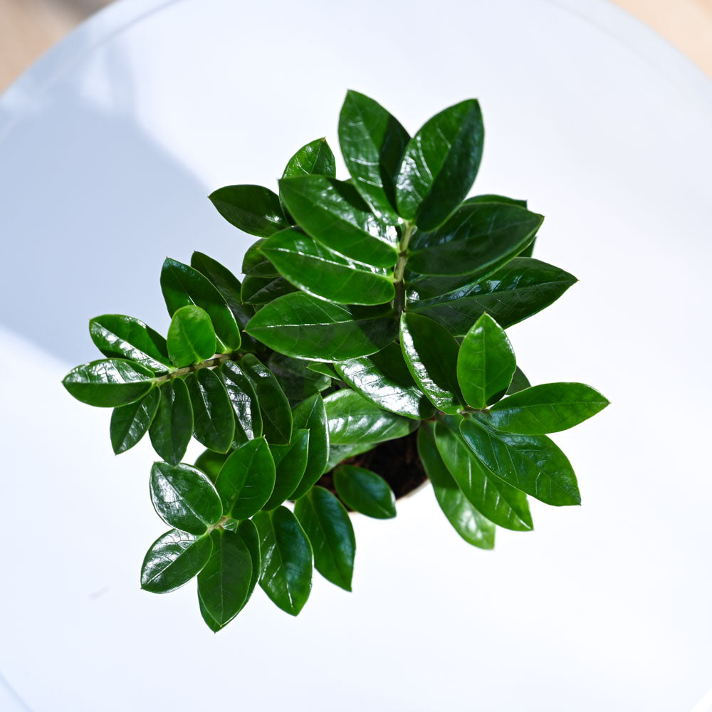 ZZ Plant with Self Watering Pot