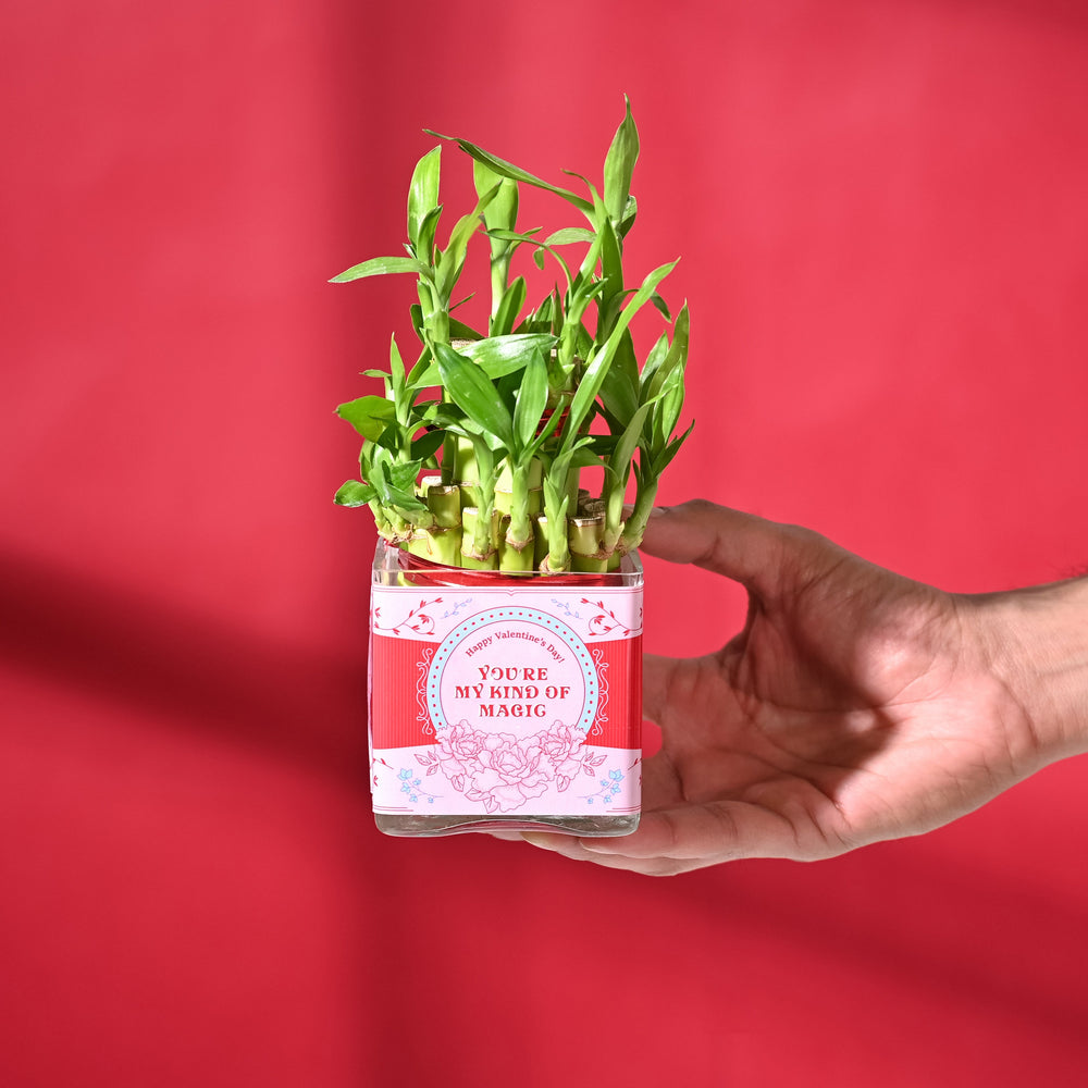 ugaoo lucky bamboo 2 layer feng shui plant Lucky Bamboo 2 Layer in Square Bowl