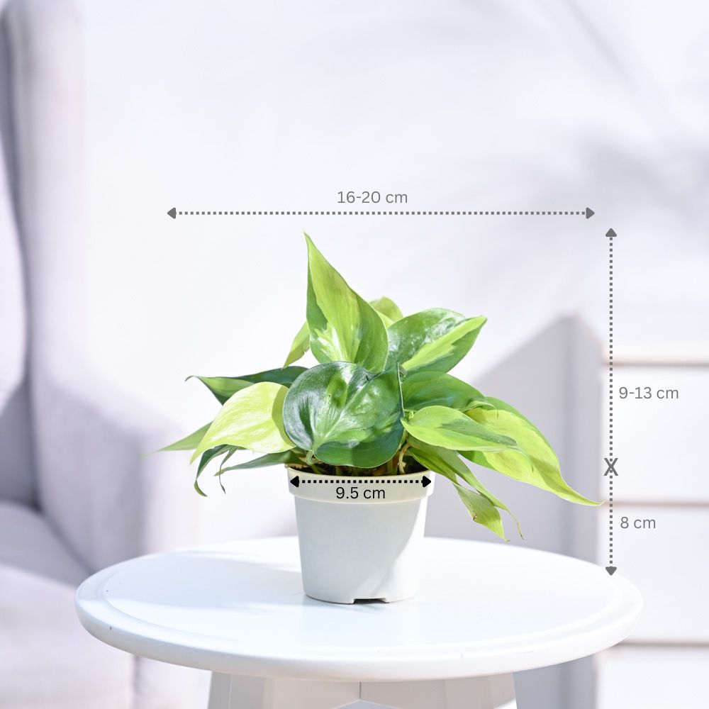 Philodendron_Brasil_Plant_NUPL0457SWT_White
