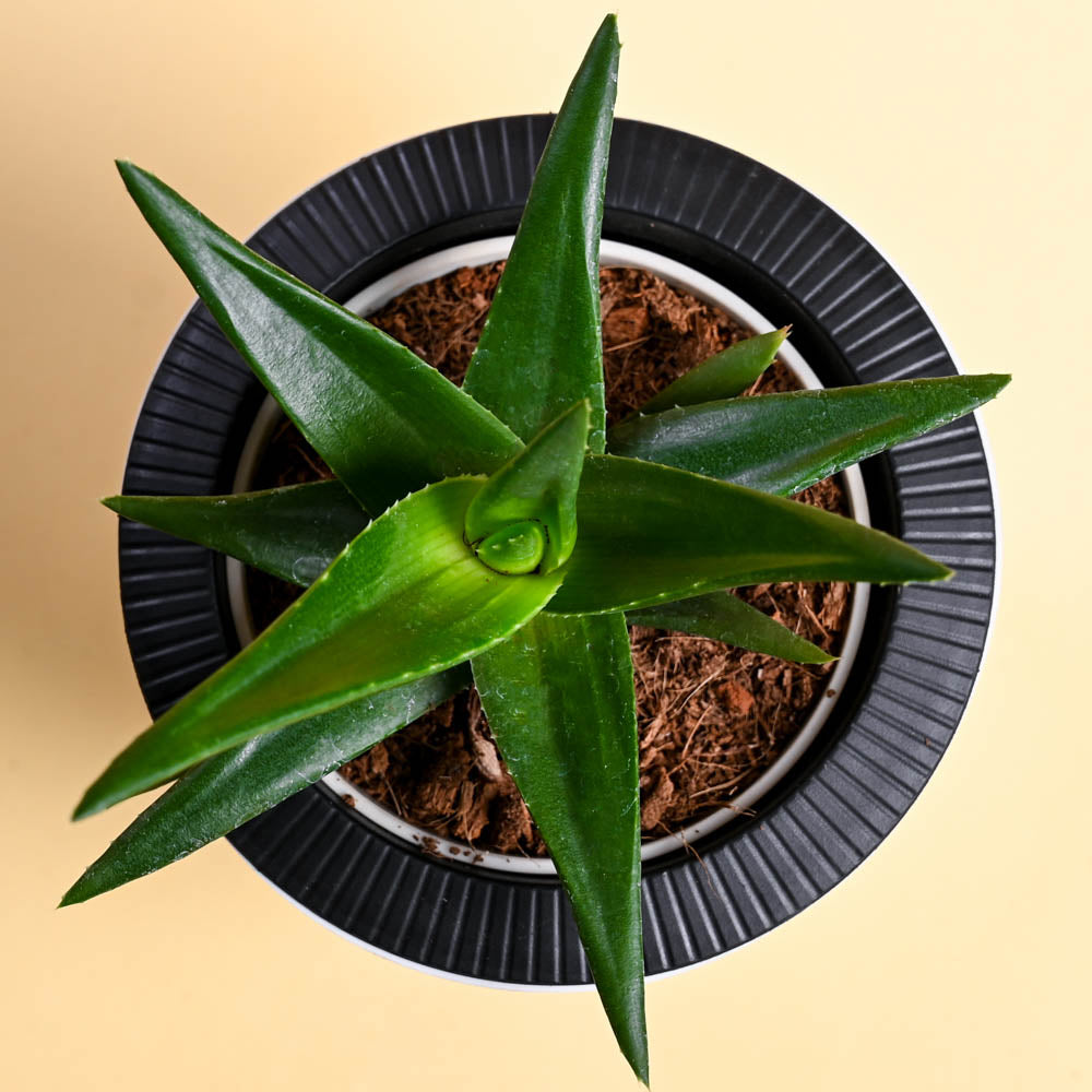 Aloe Vera Green Mini For Mother&