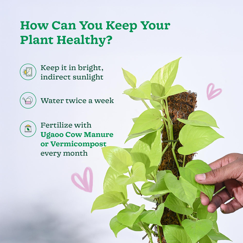 money plant leaves benefits Buy Money Plant Golden with Moss Stick Online