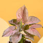 Syngonium Pink For Mother&