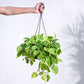 Philodendron Oxycardium Golden with Hanging Pot