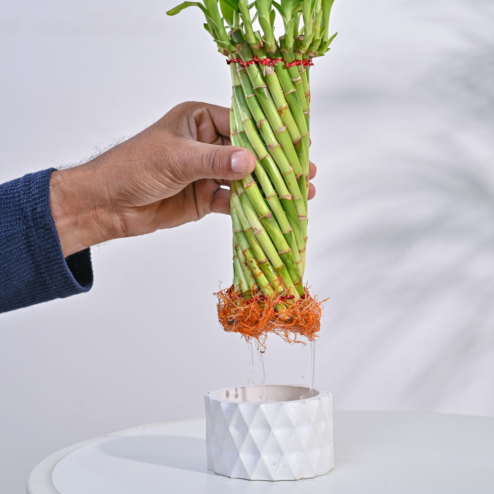ugaoo lucky bamboo Lucky Wheel Bamboo Plant
