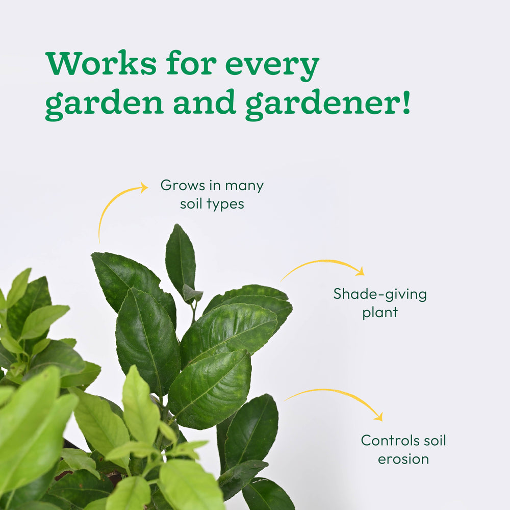 Lemon Plant with Grow Bag