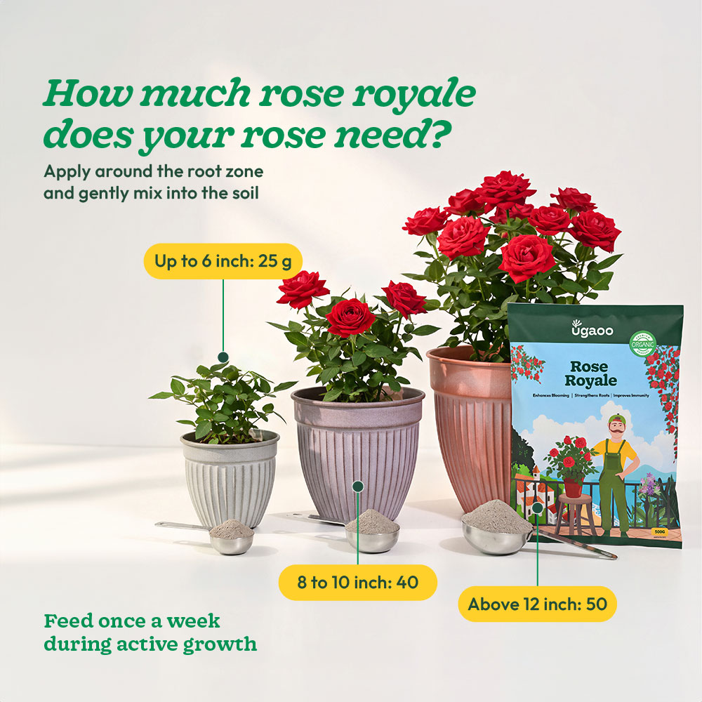 Rose Royale