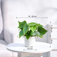 Philodendron Oxycardium Green Plant with Self Watering Pot