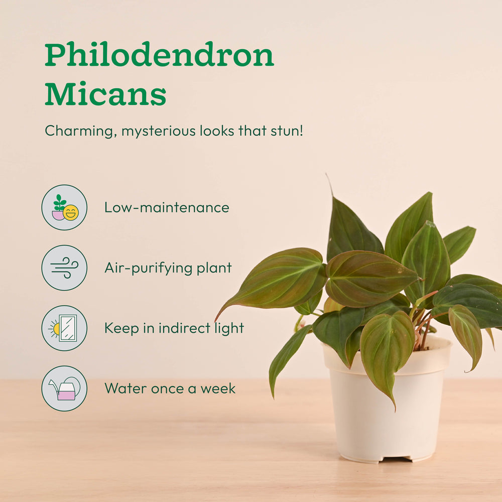 Mini Indoor Plant Set: Low Maintenance Desk &amp; Office Collection (Set of 4, Air Purifying)