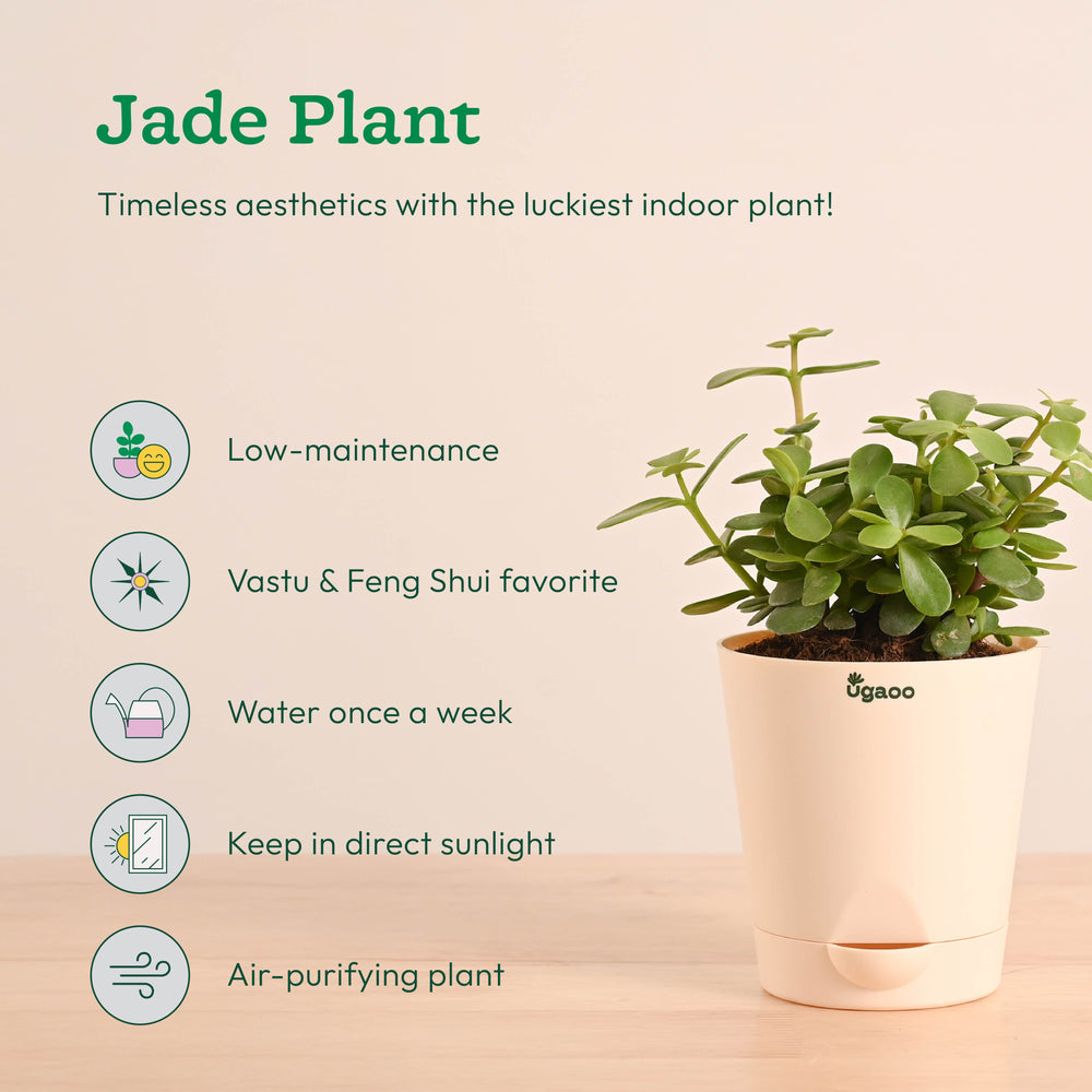 ugaoo indoor plants Easy Indoor Plant Bundle for Beginners – Ugaoo