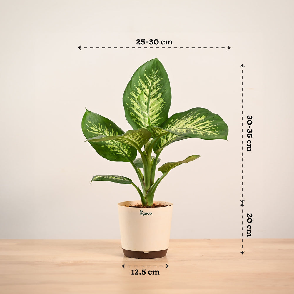 tropic snow indoor plant Buy Dieffenbachia Tropic Snow – Large | Stylish Indoor Plant