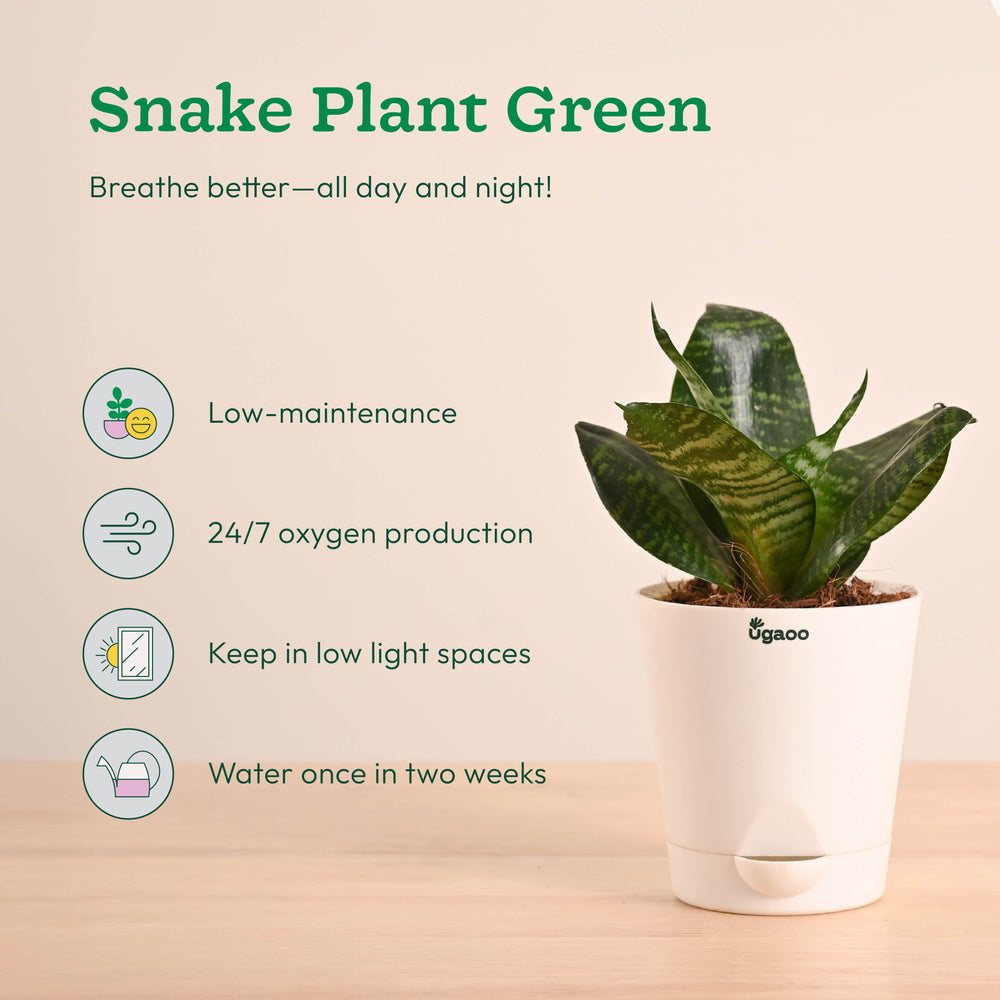 Air Purifying Indoor Plants Combo - Low Care Oxygen Boosters
