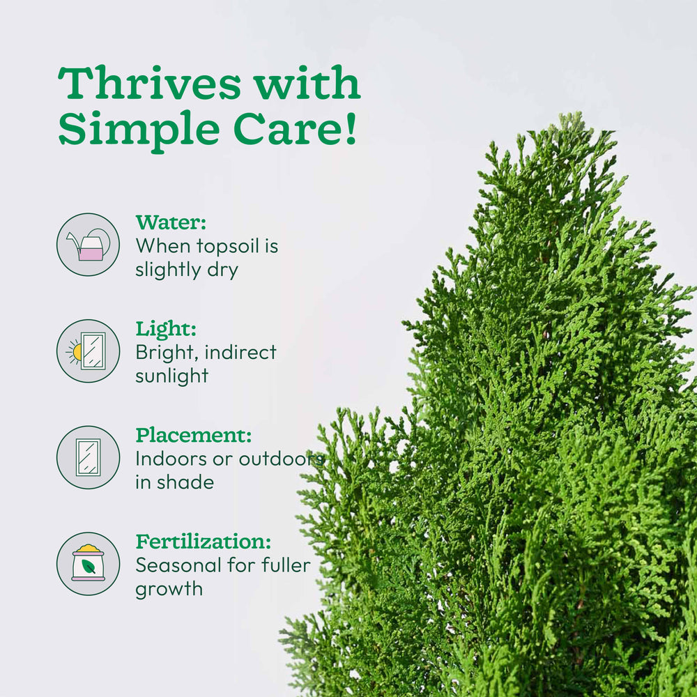 Thuja Plant - XL