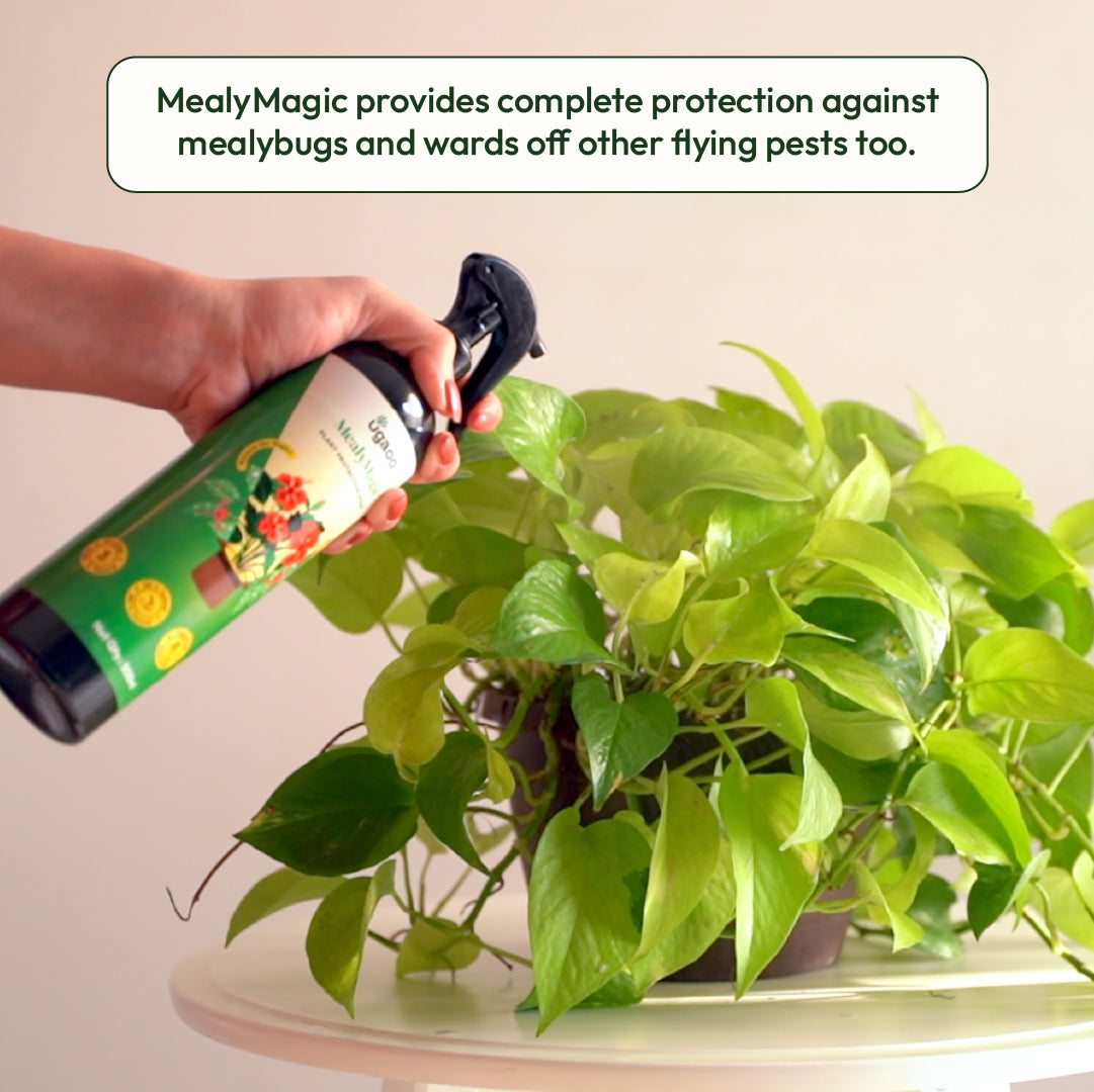 Buy Effective Mealybug Spray: An Eco-friendly & Natural Insecticide for ...