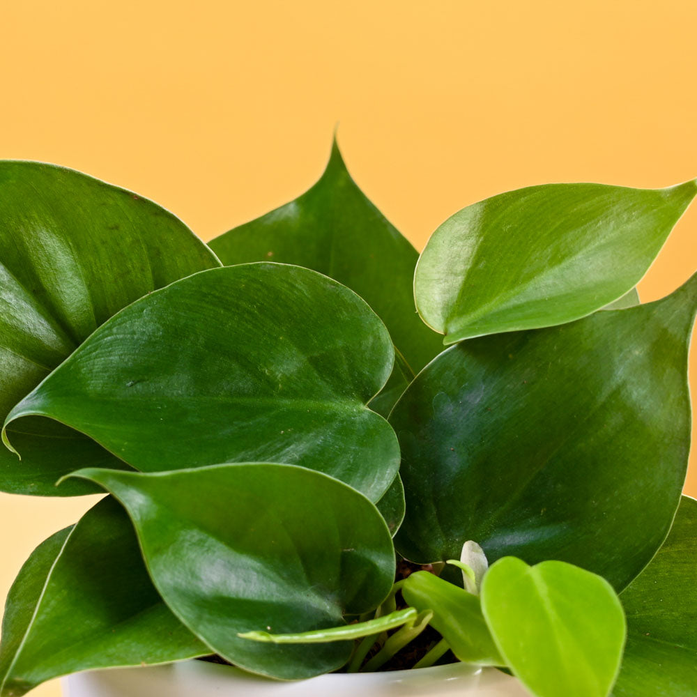philodendron oxycardium common name Philodendron Oxycardium Green Plant For Mother's Day Gifting – Ugaoo