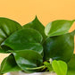 Philodendron Oxycardium Green Plant For Mother&