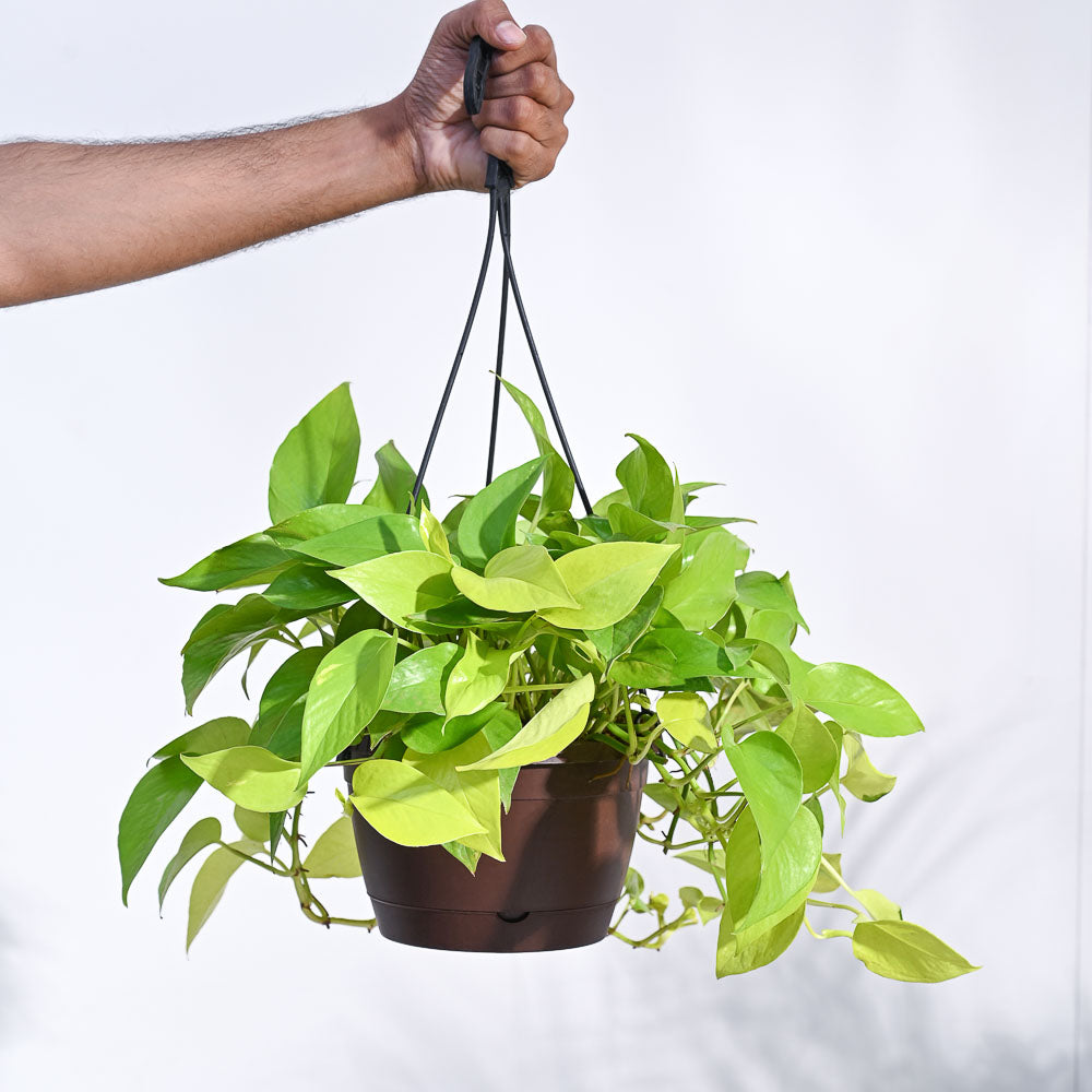 pot money plant Buy Money Plant Golden with Hanging Pot from Ugaoo's Exclusive collection