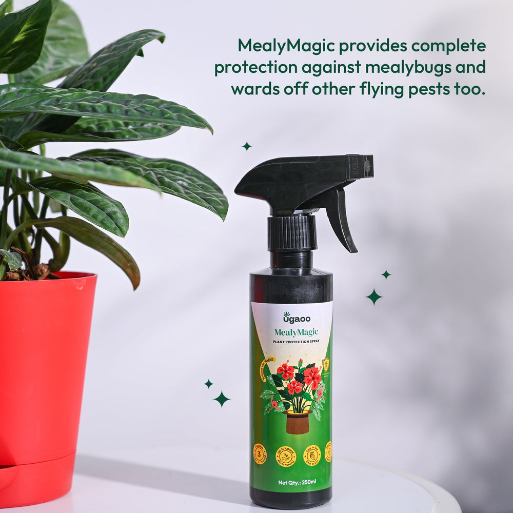 mealybug spray for indoor plants Buy Effective Mealybug Spray: An Eco-friendly & Natural Insecticide for Mealybugs – Ugaoo